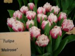 [Melrose 2006_0103Image0003.JPG]